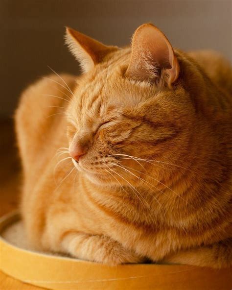 Orange Tabby Cats Facts, Personality And Genetics.